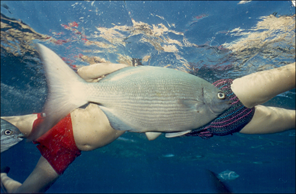 Mac Panic Live Image